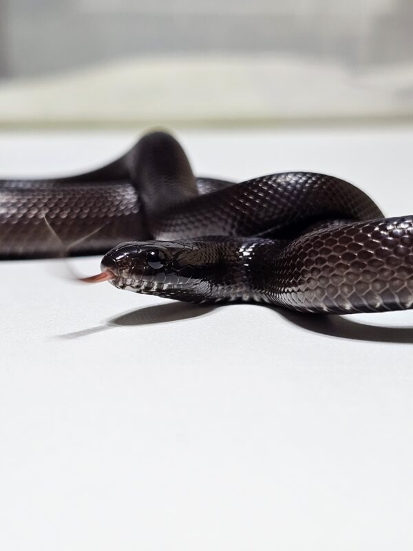 King snake mexicana (Lampropeltis getula nigrita) - Image 3