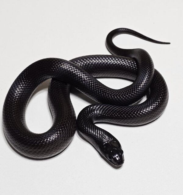 King snake mexicana (Lampropeltis getula nigrita) - Image 2
