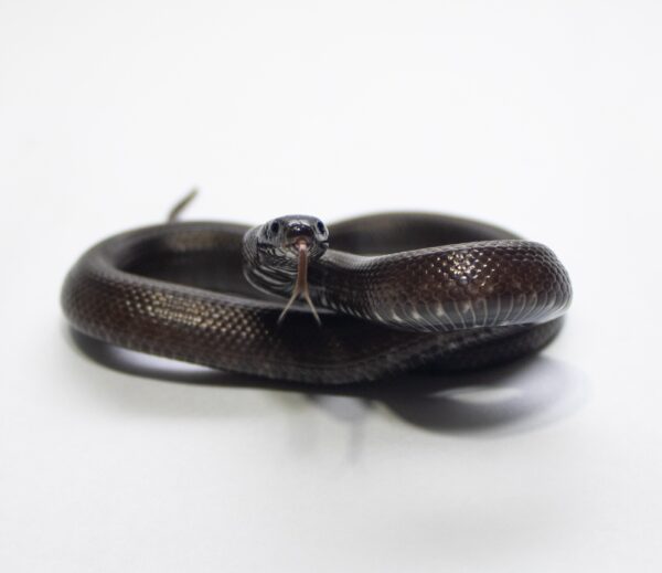 King snake mexicana (Lampropeltis getula nigrita) - Image 4