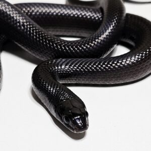 King Snake Nigritus (Lampropeltis getula nigrita)  (Imagem ilustrativa)