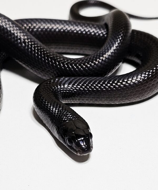 King snake mexicana (Lampropeltis getula nigrita) - Image 5