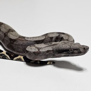 Jiboia Cinzenta (Boa constrictor amarali) Fêmea BCA9159