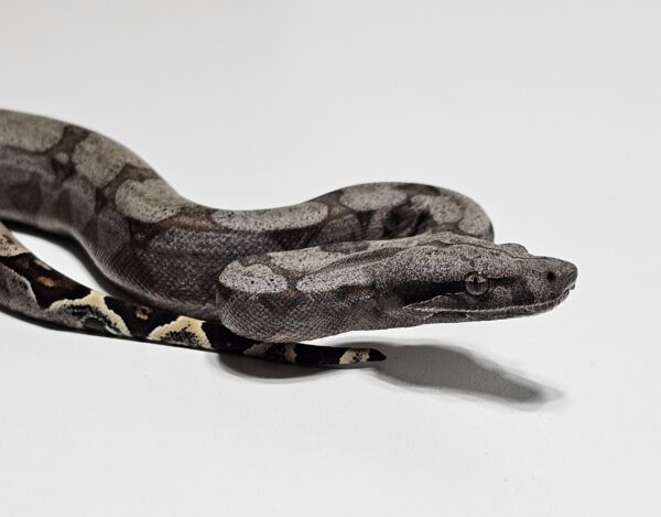 Jiboia Cinzenta (Boa constrictor amarali) Fêmea BCA9159
