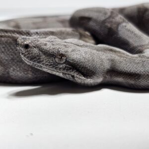 Jiboia Cinzenta (Boa constrictor amarali) Macho BCA9136