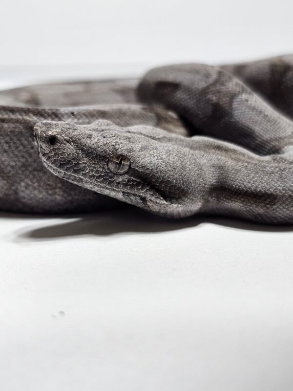 Jiboia Cinzenta (Boa constrictor amarali) Macho BCA9136
