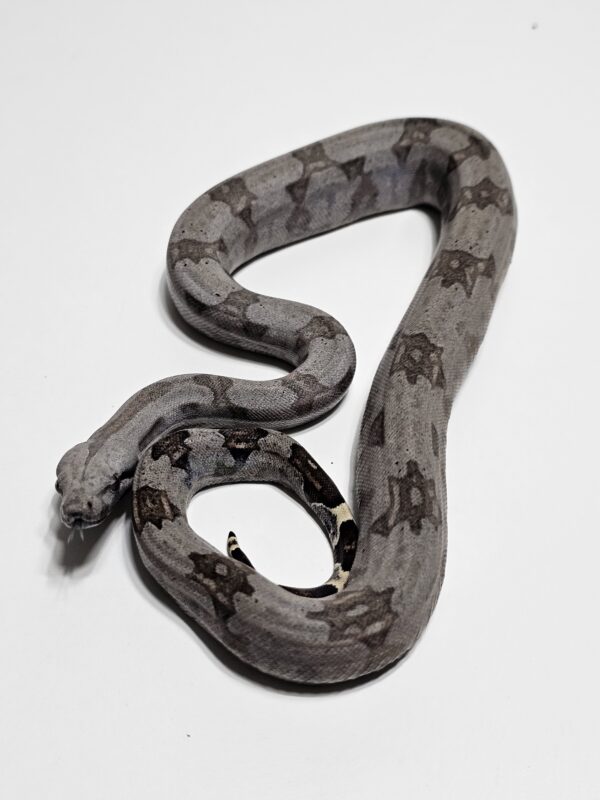 Jiboia Cinzenta (Boa constrictor amarali) Macho BCA9136 - Image 3