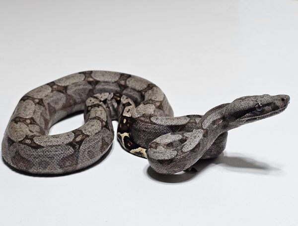Jiboia Cinzenta (Boa constrictor amarali) Fêmea BCA9159 - Image 4