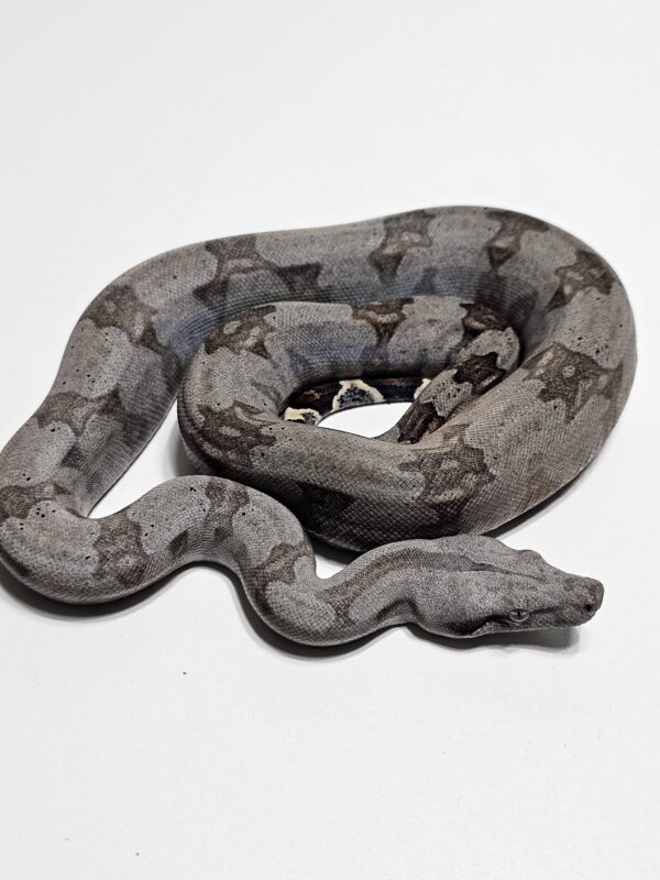 Jiboia Cinzenta (Boa constrictor amarali) Macho BCA9136 - Image 4