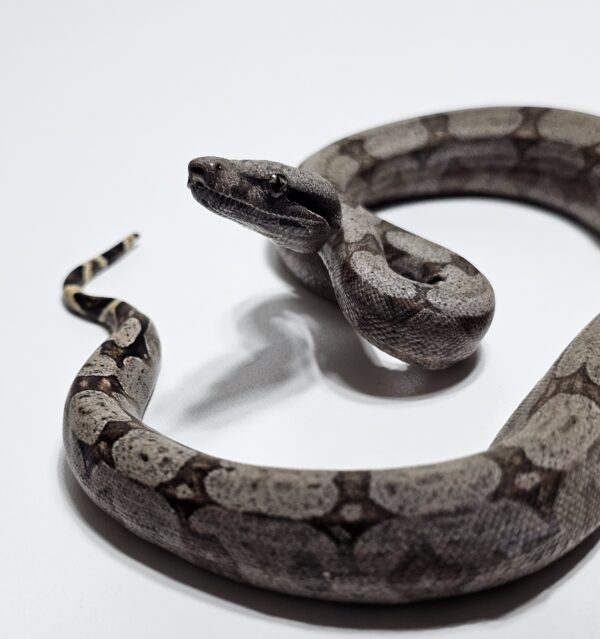 Jiboia Cinzenta (Boa constrictor amarali) Fêmea BCA9159 - Image 3