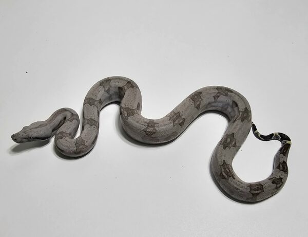 Jiboia Cinzenta (Boa constrictor amarali) Macho BCA9136 - Image 2