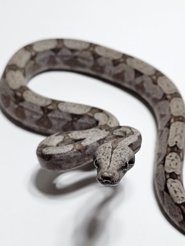 Jiboia Cinzenta (Boa constrictor amarali) Fêmea BCA9159 - Image 2
