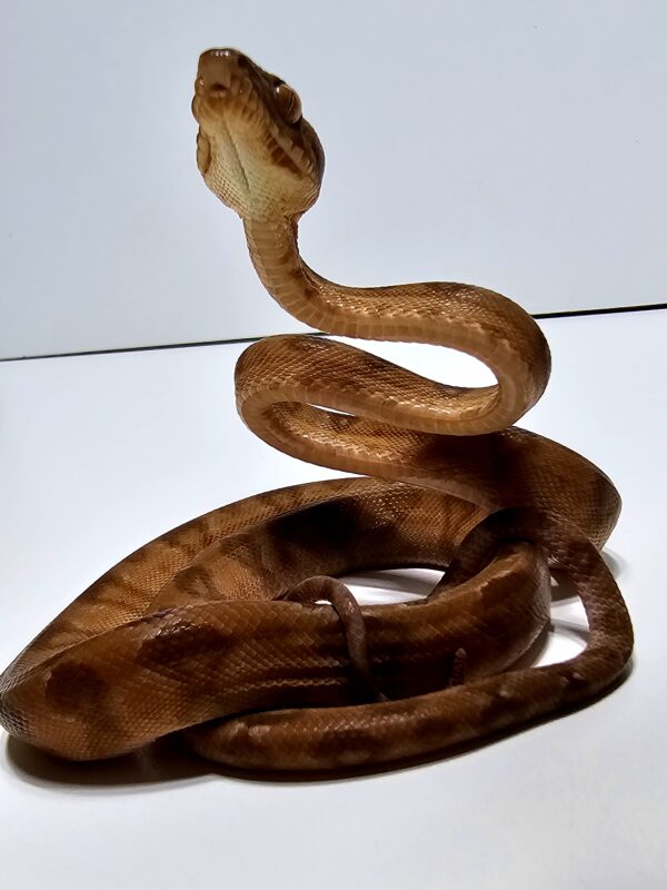 Suaçubóia (Corallus hortulanus) Macho - Image 3