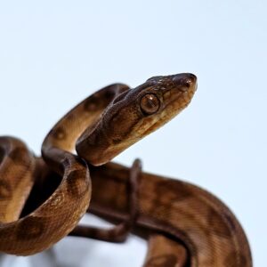 Suaçubóia (Corallus hortulanus) Macho