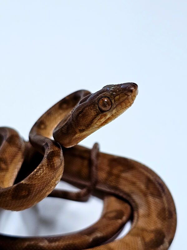 Suaçubóia (Corallus hortulanus) Macho