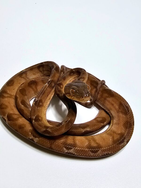 Suaçubóia (Corallus hortulanus) Macho - Image 2