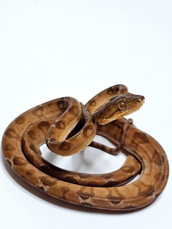 Suaçubóia (Corallus hortulanus) Macho - Image 4