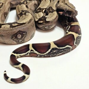 Jibóa (Boa constrictor constrictor) Macho BCC9140