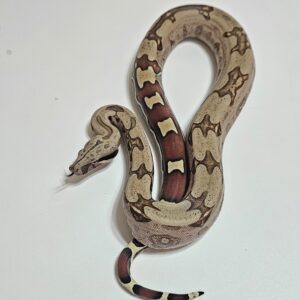 RESERVADA Jibóia (Boa constrictor constrictor) Macho BCC9064