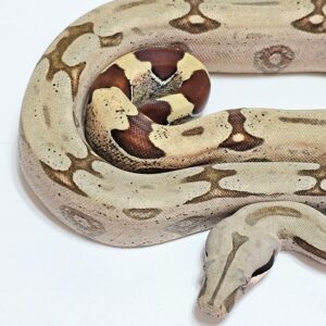 Jibóia (Boa constrictor constrictor) Macho BCC9121