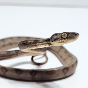 Suaçubóia (Corallus hortulanus) Macho CH9089