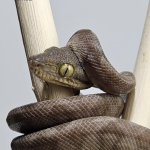 Suaçuboia (Corallus hortulanus) Padrão Garden Cinza Fêmea 5257