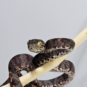 Suaçuboia (Corallus hortulanus) Padrão Halloween Fêmea 5249
