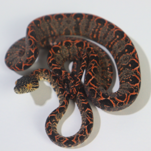 Suaçuboia (Corallus hortulanus) Padrão Halloween (Imagem ilustrativa de animal modelo)