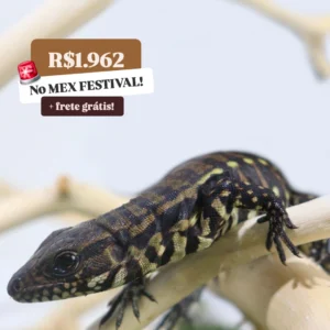 Teiú (Salvator merianae)