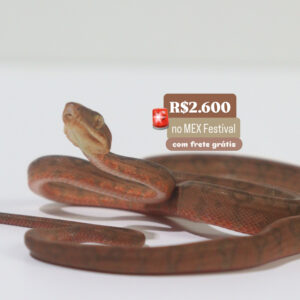 Suaçuboia (Corallus hortulanus) Macho9186