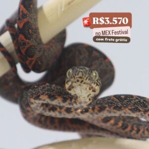 Suaçuboia (Corallus hortulanus) Macho0888