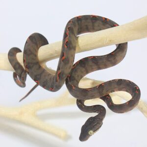 Suaçuboia (Corallus hortulanus) Macho 8551 Padrão Garden Cinza