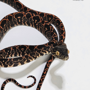 Suaçuboia (Corallus hortulanus)