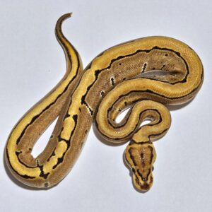 Python Ball (Python Regius) Macho 5253 Padrão: Fire + Pinstripe
