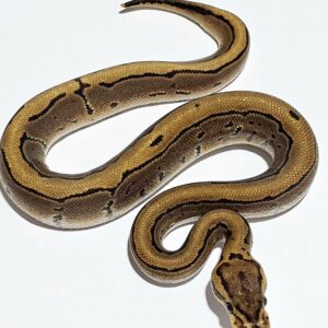 Python Ball (Python regius) Macho 5245 Padrão: Pinstripe
