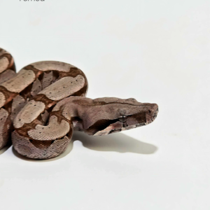 Jiboia (Boa constrictor) Fêmea 5267
