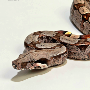 Jiboia (Boa constrictor) Macho 5268