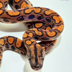 Jibóia Arco-íris da Amazonia (Epicrates cenchria) Fêmea 6800