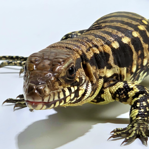 Teiú (Salvator merianae) Macho 8911