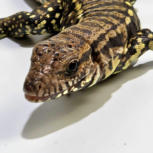 Teiú (Salvator merianae) Macho 8912