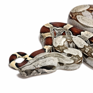 Jiboia (Boa constrictor) Macho 6845