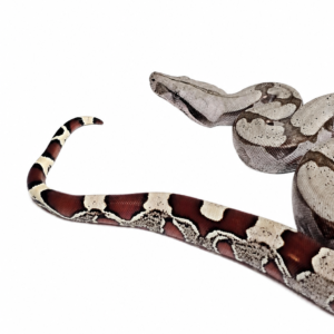 VENDIDO Jiboia (Boa constrictor) Macho 6843