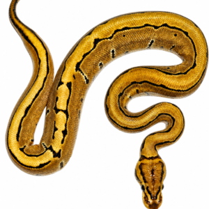 Python Ball (Python Regius) Macho 5253 Padrão: Fire + Pinstripe