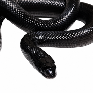 King Snake Nigritus (Lampropeltis getula nigrita)  (Imagem ilustrativa)