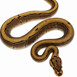 Python Ball (Python regius) Macho 5245 Padrão: Pinstripe