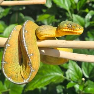 Cobra-Papagaio (Corallus batesii) Macho 9199